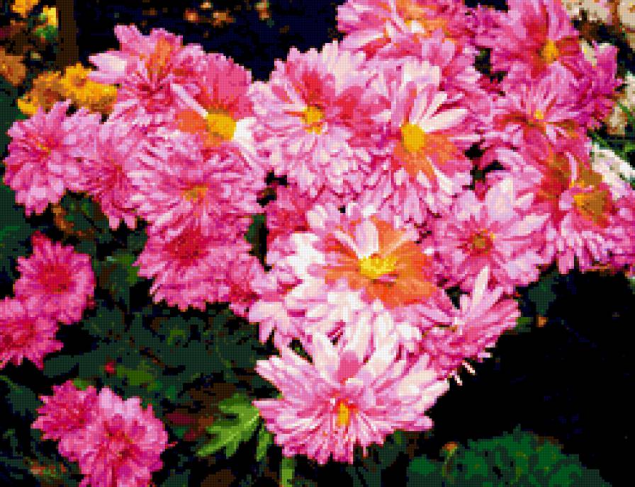 хризантемы - хризантемы, цветы - предпросмотр