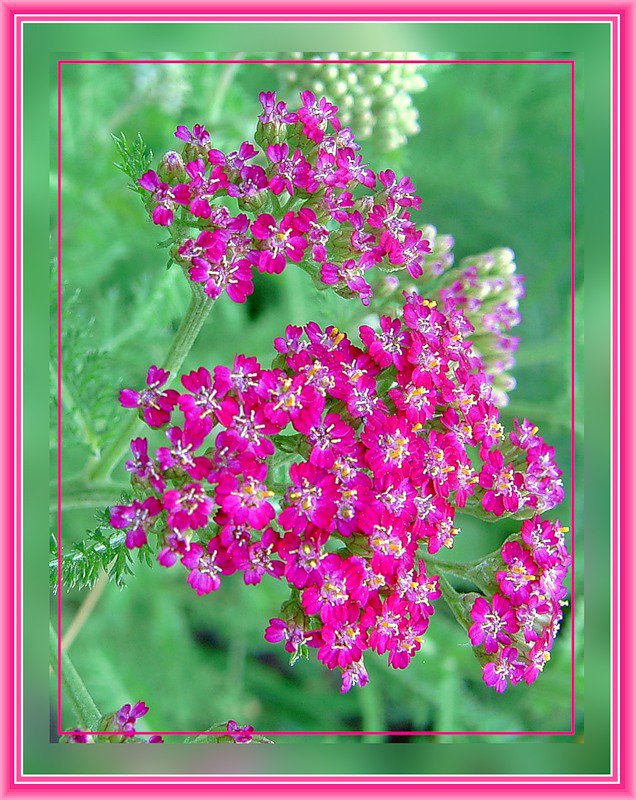 №365520 - цветы - оригинал