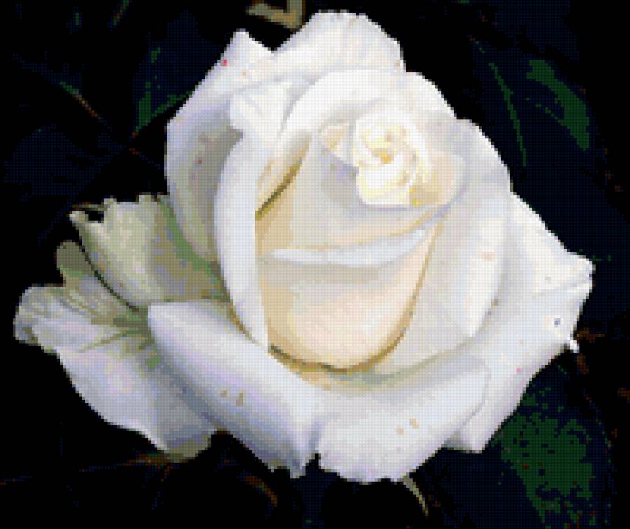 роза - розы.цветы, роза, подушка, цветок, на черном - предпросмотр