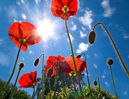 маки - лето, небо, цветы, солнце, маки - оригинал