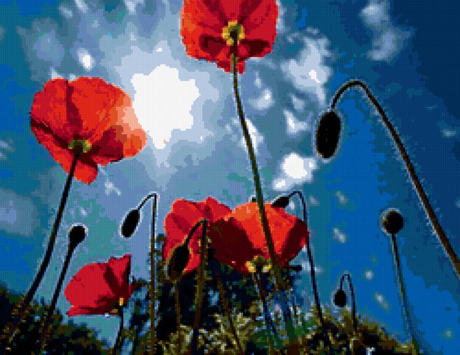 маки - лето, солнце, маки, небо, цветы - предпросмотр