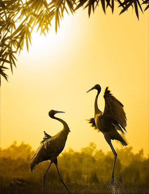 №365929 - оригинал