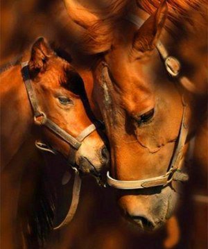 Лошадки - лошади - оригинал