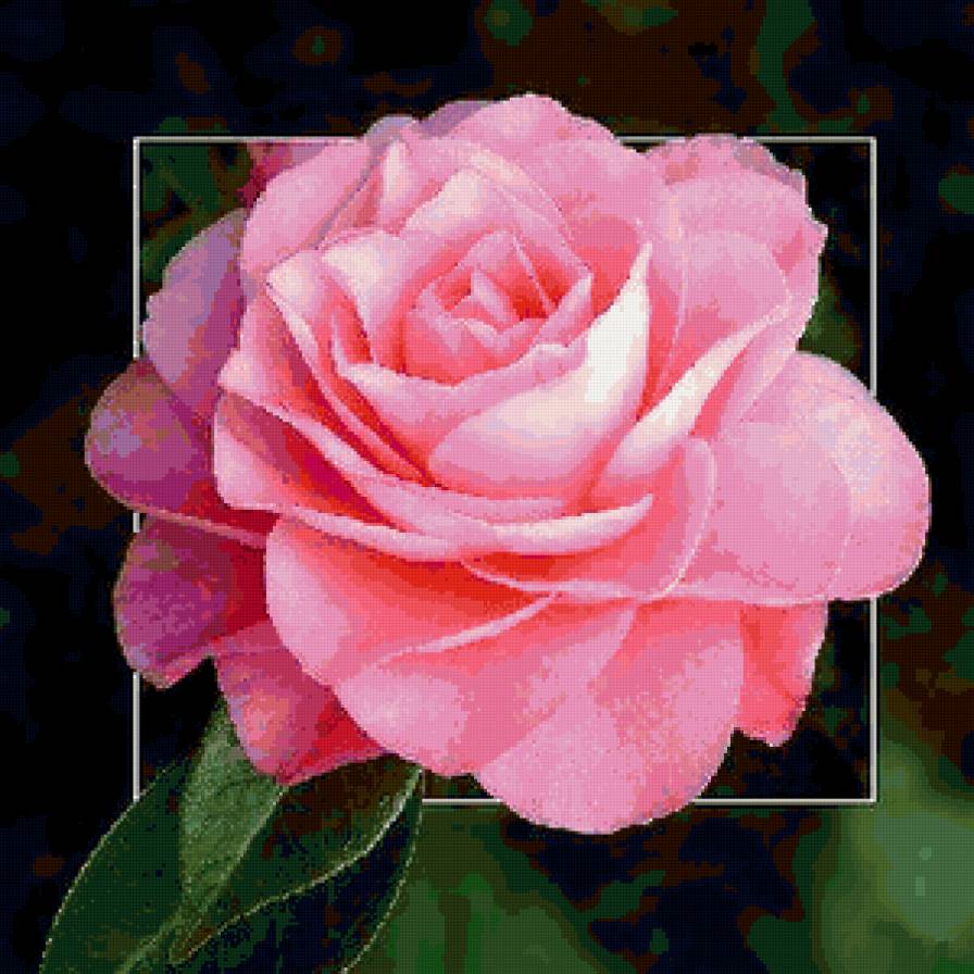 Розочка - цветок, роза - предпросмотр