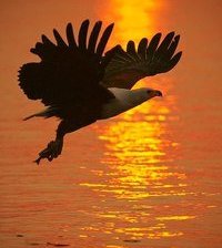 Схема вышивки «полет на закате»