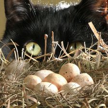 Схема вышивки «Взгляд»