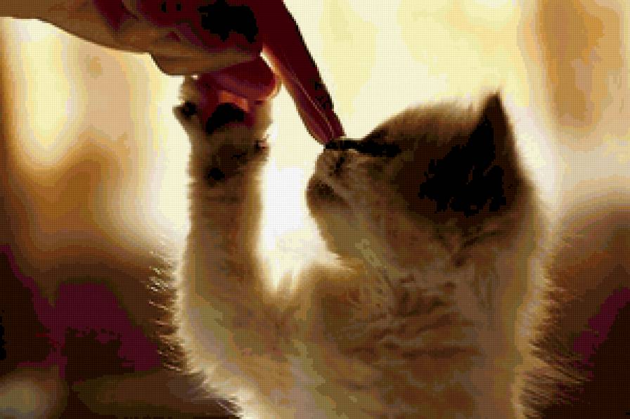 Котенок - кошки, рука, нежность - предпросмотр