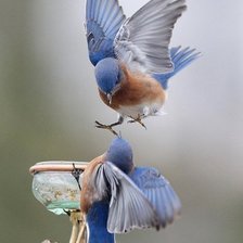 Схема вышивки «птицы»