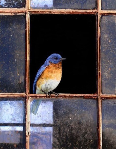 птицы - окно, природа, птица - оригинал