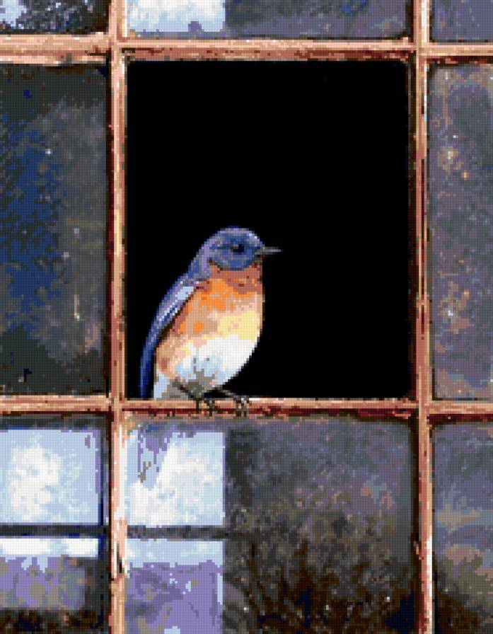 птицы - окно, птица, природа - предпросмотр