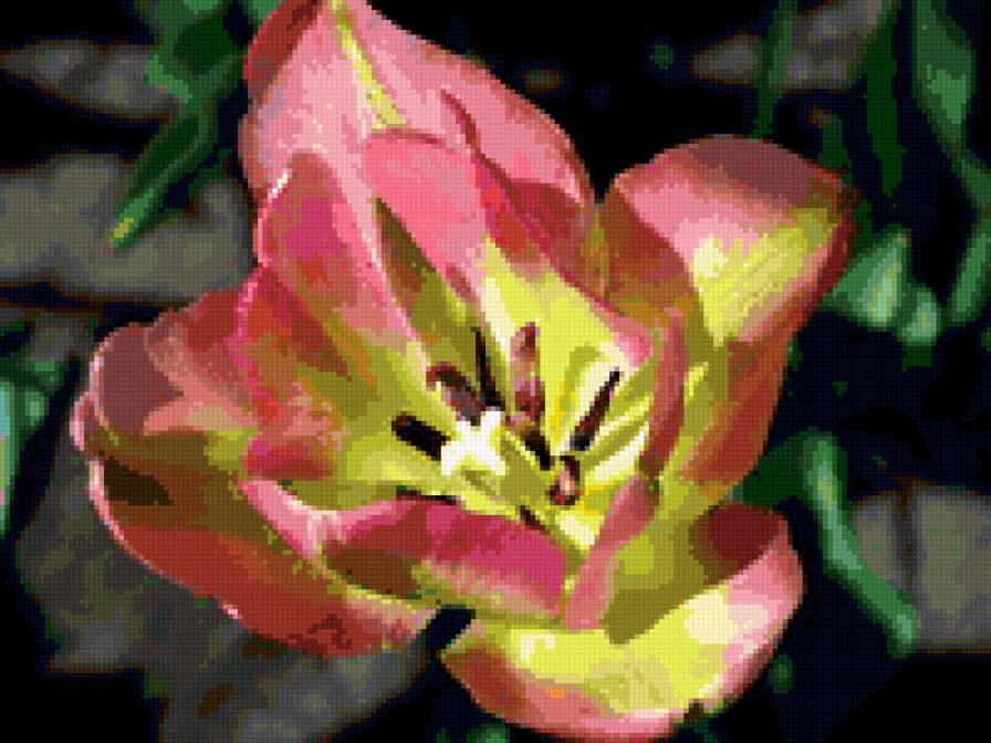 тюльпан - тюльпаны, цветок, тюльпан, цветы - предпросмотр