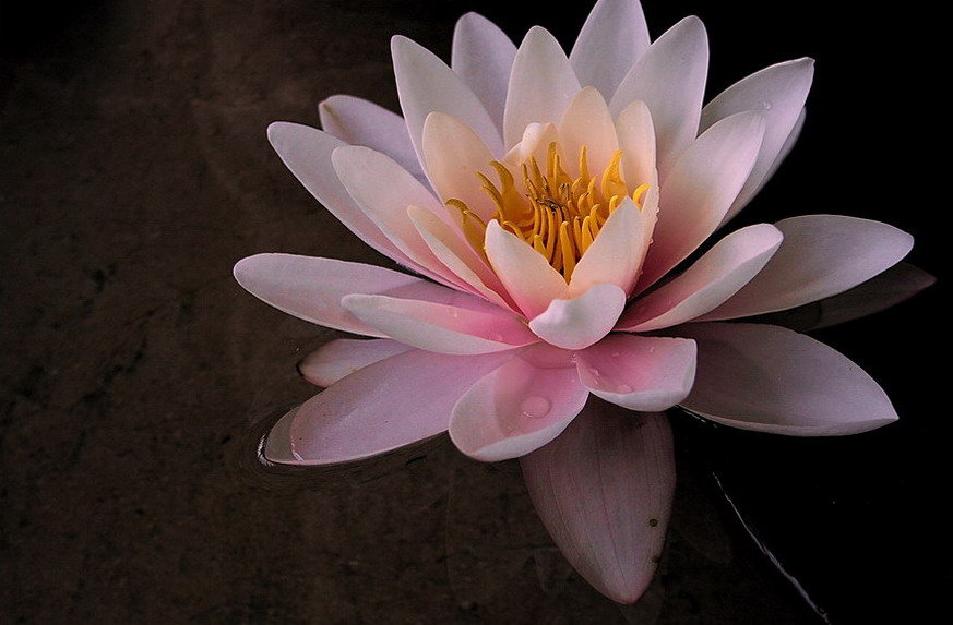 Розовый лотос - цветы - оригинал