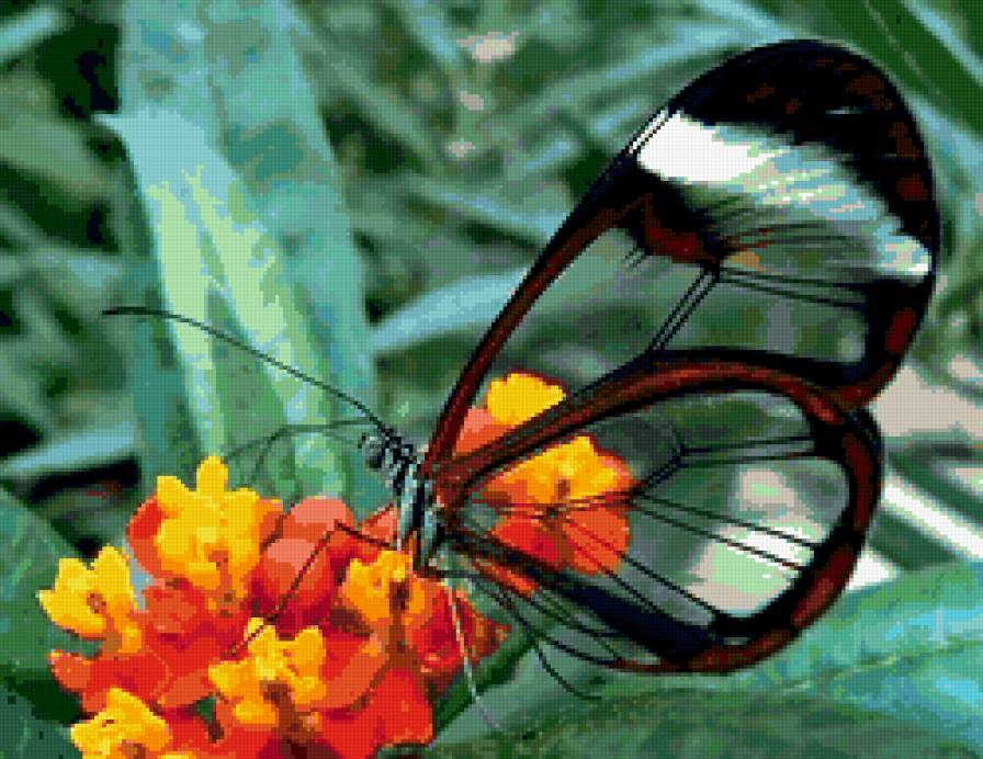 бабочка - насекомые, цветок, бабочка, природа, лето, красота - предпросмотр