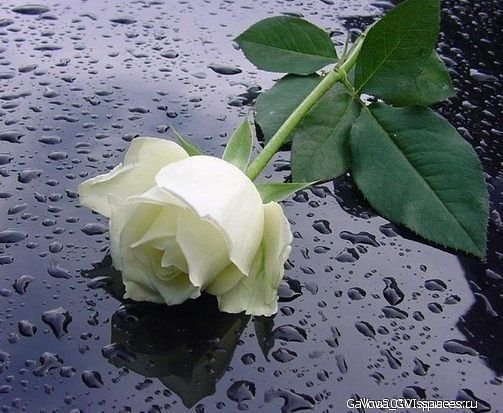 роза - оригинал