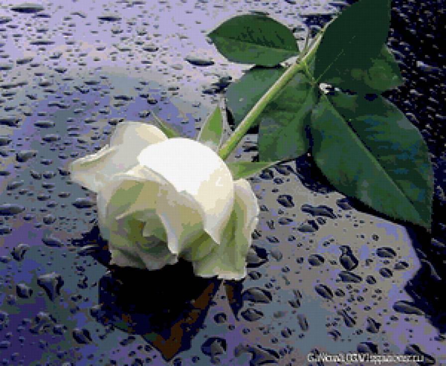 роза - предпросмотр