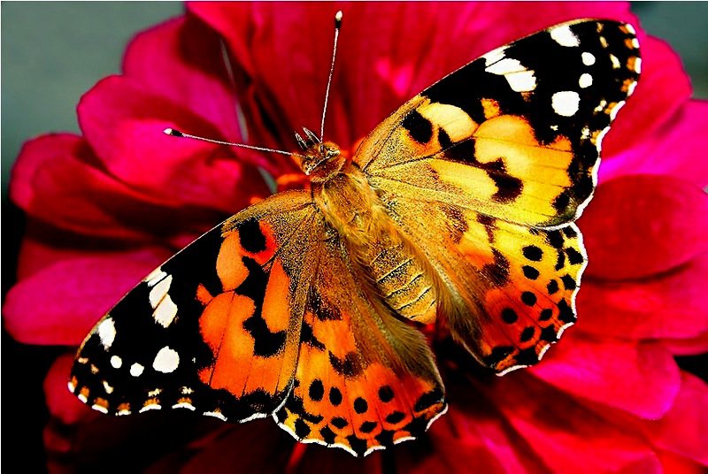 Бабочка - цветок, бабочка - оригинал