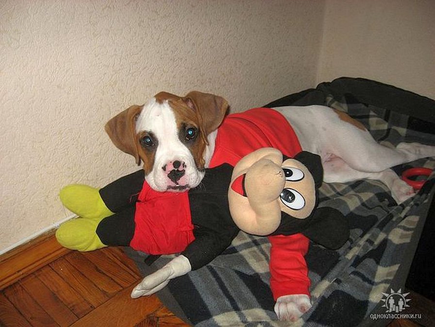 щенок - оригинал