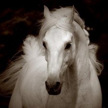 Оригинал схемы вышивки «белая лошадь» (№366797)