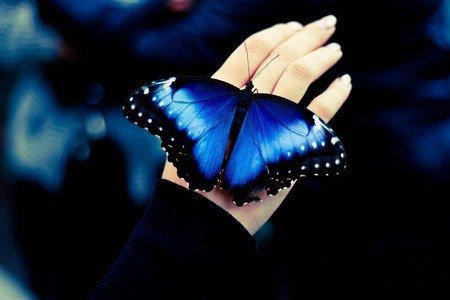 бабочка - красота, лето, природа, насекомые, бабочка, рука - оригинал