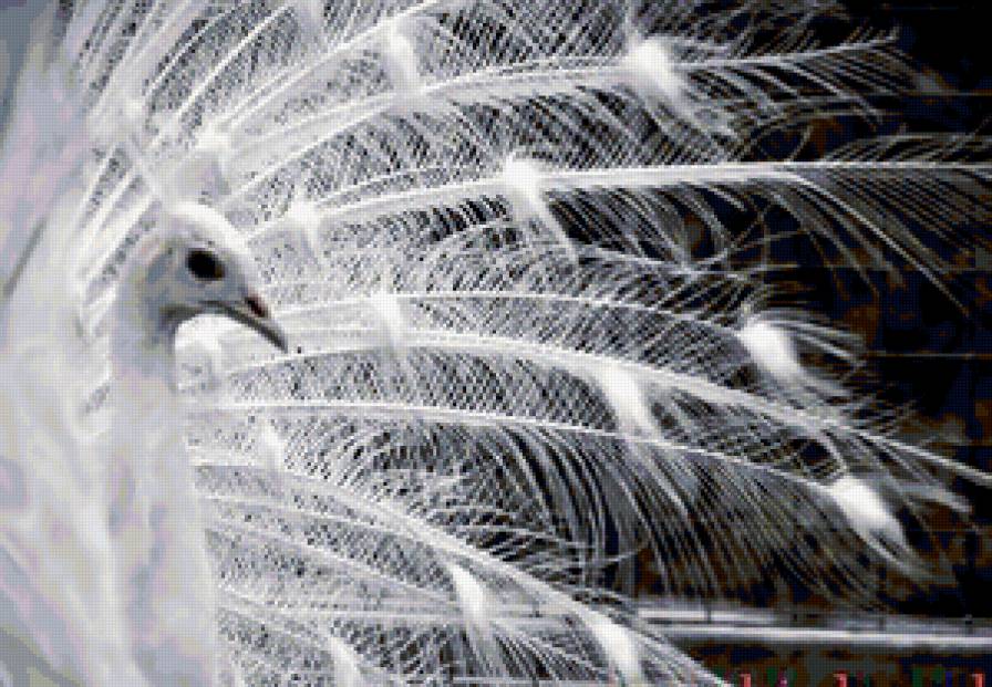 белый павлин - предпросмотр