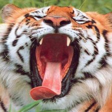 Схема вышивки «тигр»