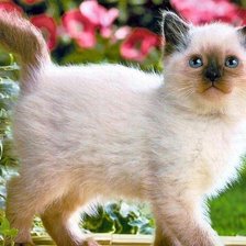 Схема вышивки «котенок»