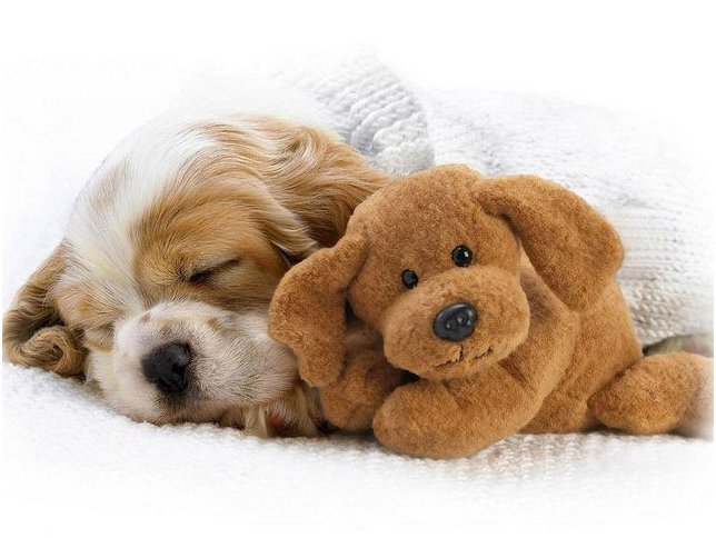 щенок - оригинал