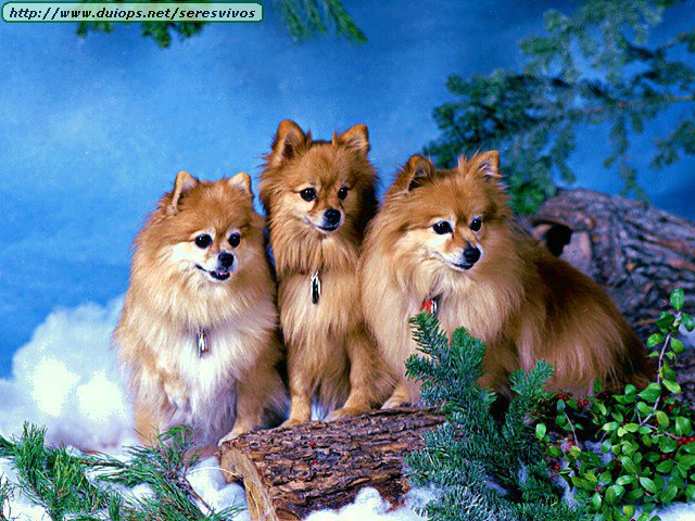 собачки - оригинал