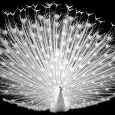 Схема вышивки «белый павлин 2»