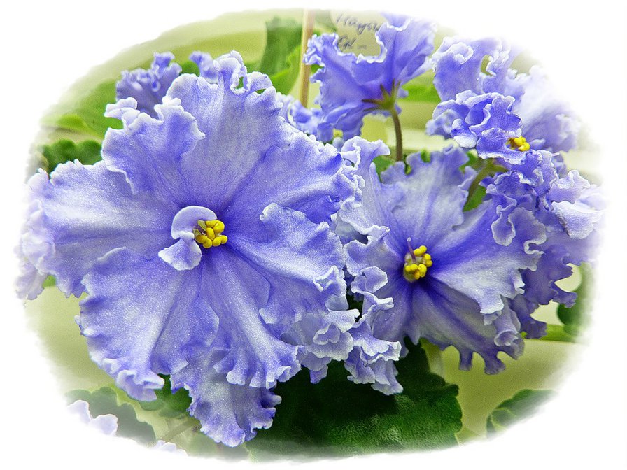 №367335 - цветы, фиалки - оригинал