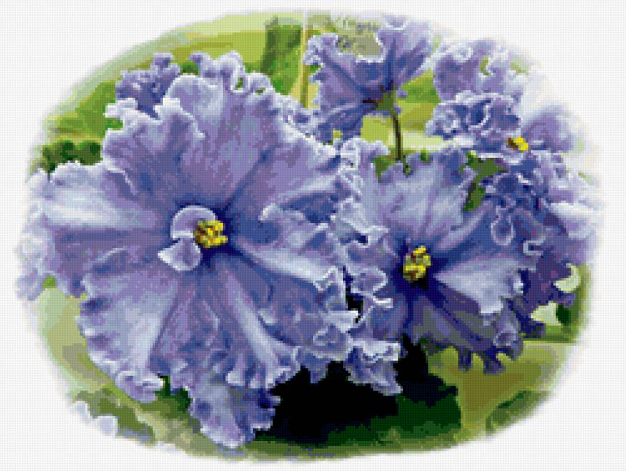 №367335 - фиалки, цветы - предпросмотр