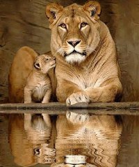 №367377 - оригинал