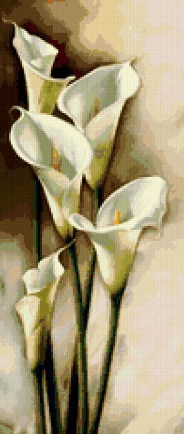 каллы - каллы, цветы, букет - предпросмотр