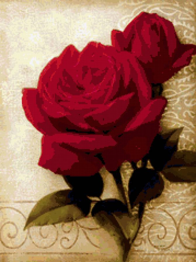 розы - цветы. розы, букет - предпросмотр