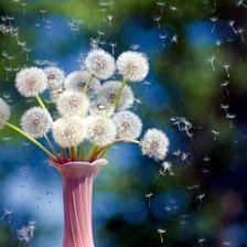 Схема вышивки «одуванчики»