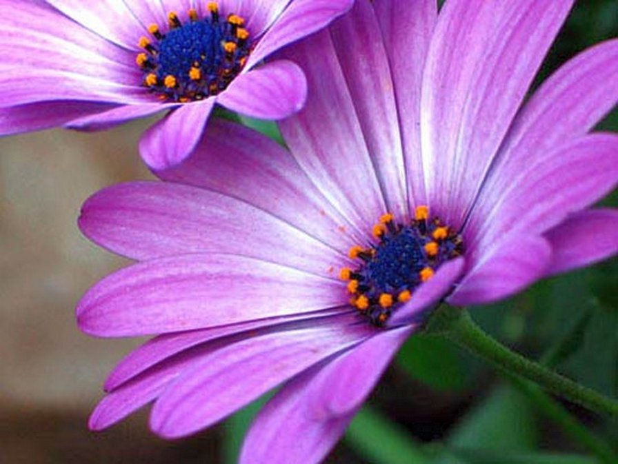 фиолетовое-3 - оригинал