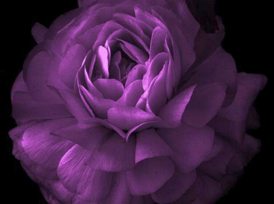 фиолетовое-4 - оригинал