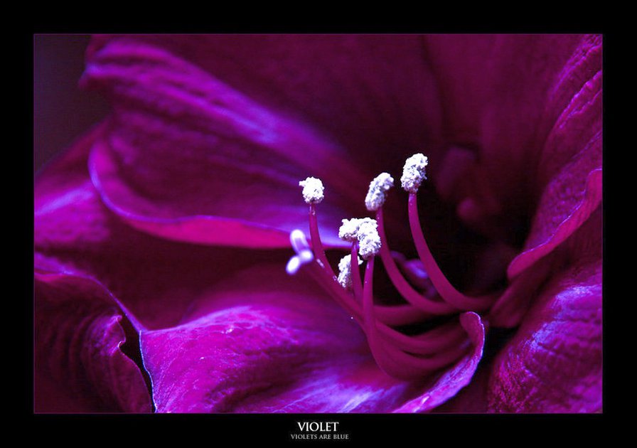 №367470 - фиолетовое-5 - оригинал