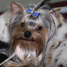 Схема вышивки «Рэмочка»