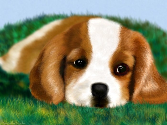 щенок - собака. животные, щенок - оригинал