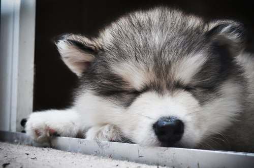 Спящий малыш - щенки - оригинал