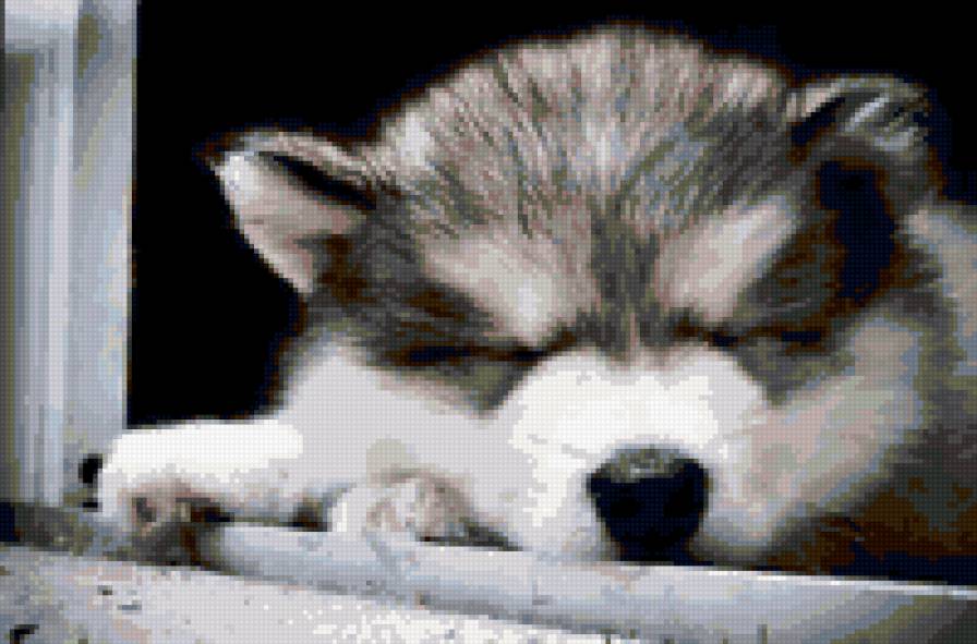 Спящий малыш - щенки - предпросмотр