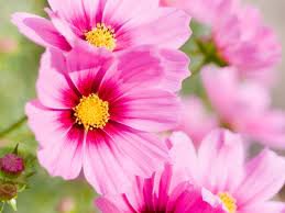 Полевые - цветы, букеты, лето - оригинал