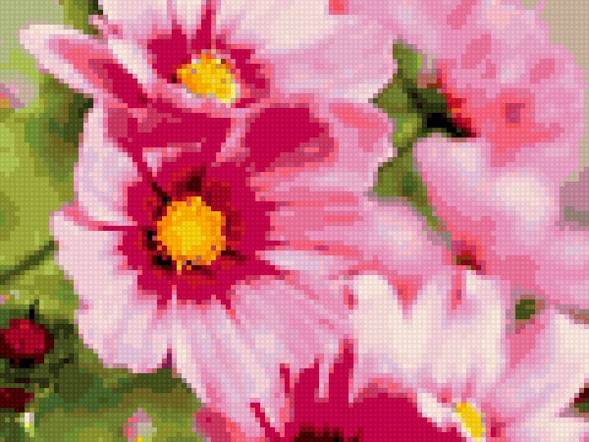 Полевые - лето, букеты, цветы - предпросмотр