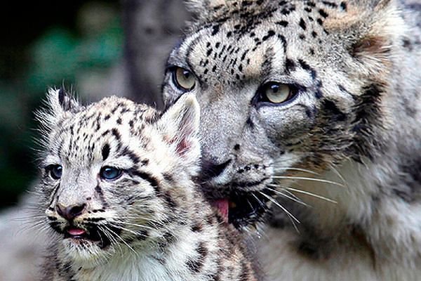 Забота - оригинал