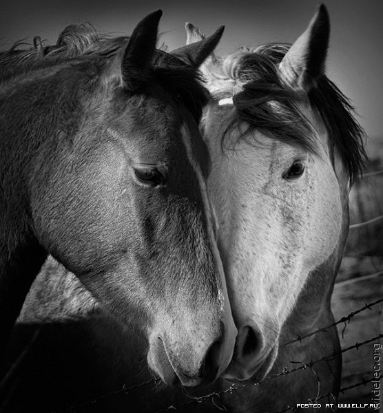 №367909 - оригинал