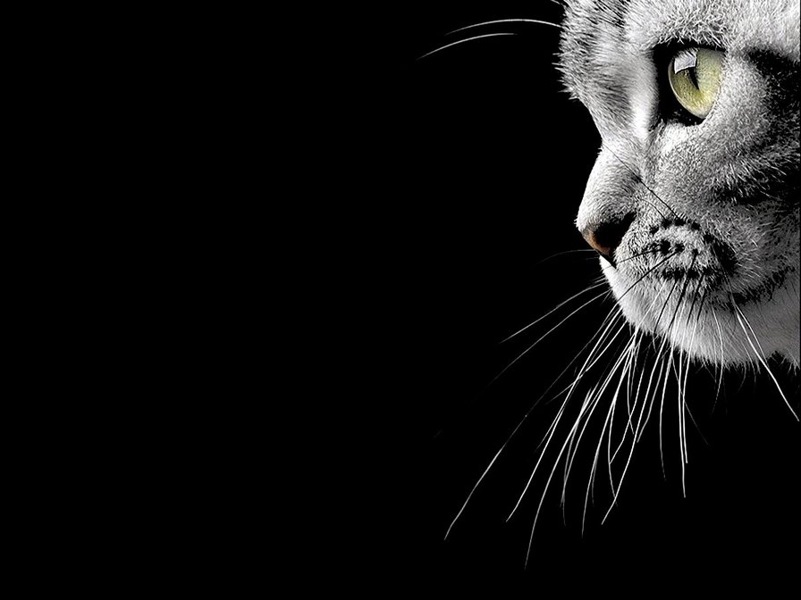 cat - оригинал