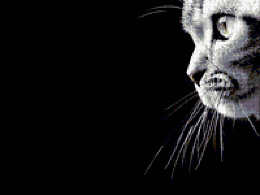 cat - предпросмотр