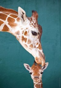 №368139 - оригинал