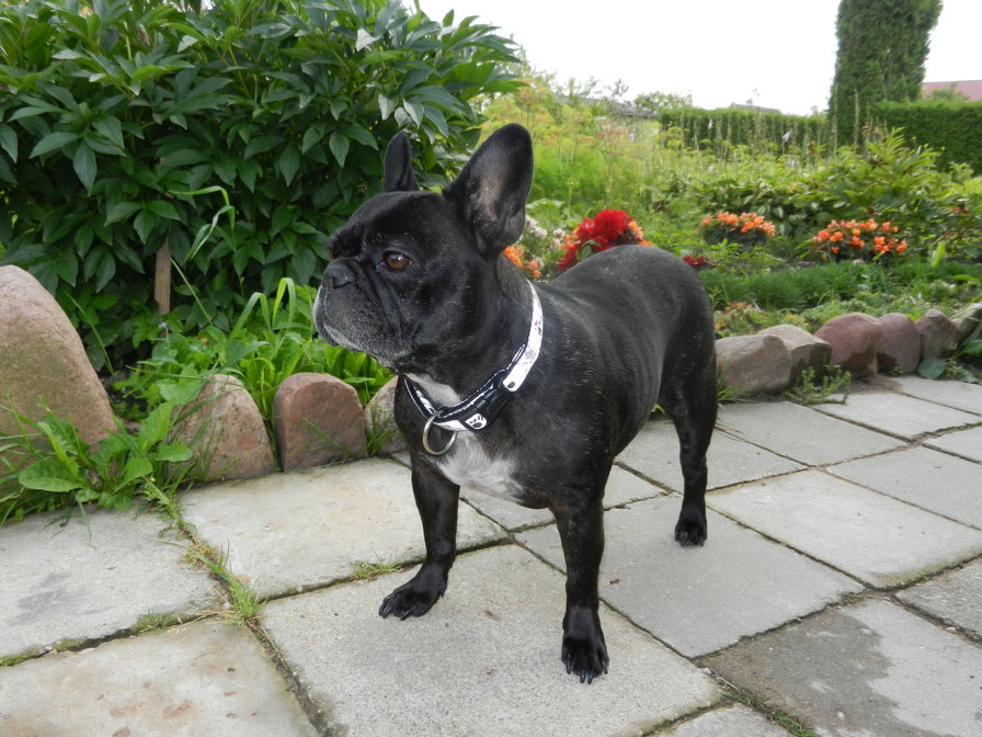 Собака LUNA - оригинал